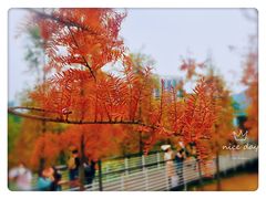 -Poke lemon海鲜波奇饭·柠檬茶(金碧开放小区店)