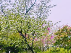 -高东镇樱花园