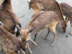 -鹿境梅花鹿生态园区