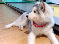 -Husky Go! 哈士奇体验馆·宠物咖啡厅狗咖
