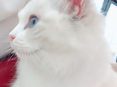 -momokira米努特·德文卷毛猫·棉花面纱犬