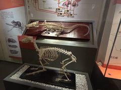 -国家自然博物馆