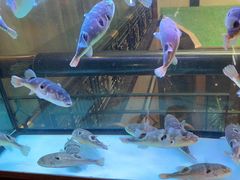 -肆月河豚·淮扬菜·湘菜(华天店)