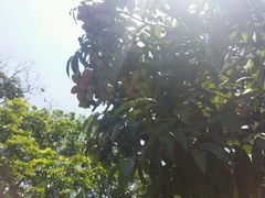 -张坝桂圆林公园