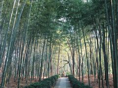 -大奇山国家森林公园