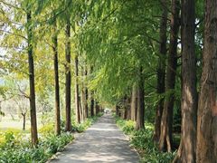 -上海滨江森林公园