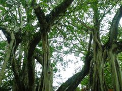 -瑞丽独树成林风景区