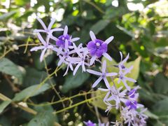 -中国科学院西双版纳热带植物园