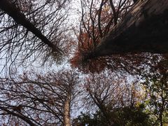 -中国科学院华南植物园