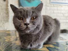 -平行世界·猫咖(首经贸店)
