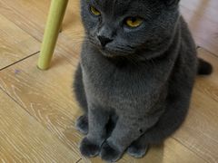 -猫咪派对(江南西店)