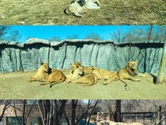 -北京野生动物园