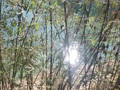 -广州市流溪河国家森林公园