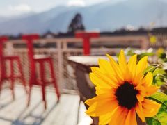 -喵屿·大理花园猫咖