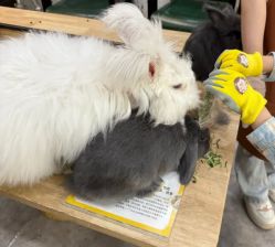 -神奇动物撸宠馆·羊驼·小浣熊·异宠(豫园店)