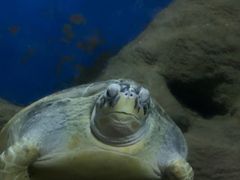-大连圣亚海洋世界