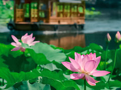 -陶然亭公园