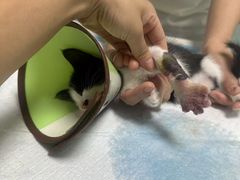 -嘉馨宠物医院·CT影像转诊·心脏科·犬猫全科诊疗中心(下沙大学城院区)