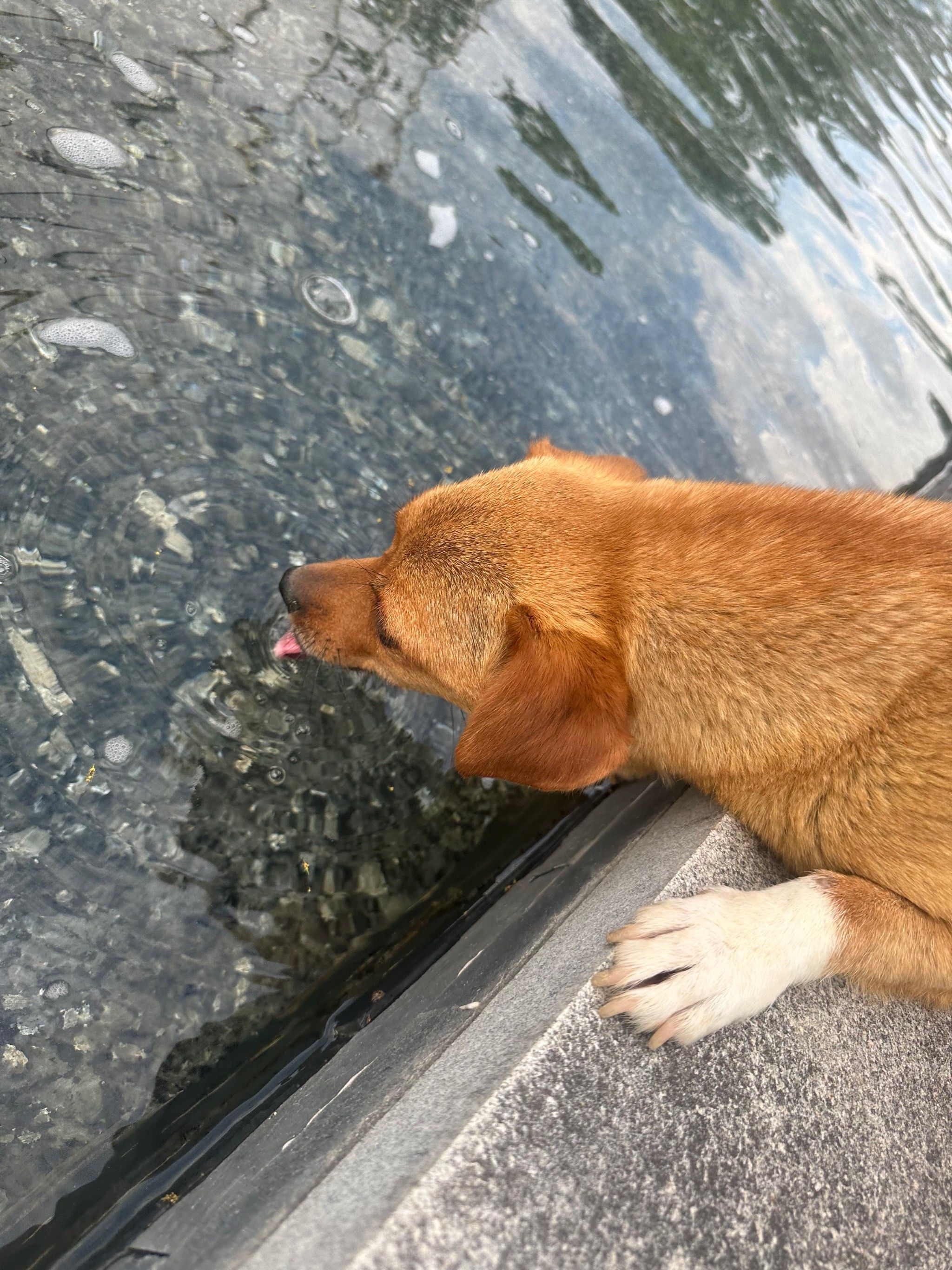 今日份可爱条狗呀