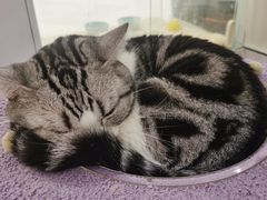 -COLOR PETS 撸猫馆·购猫·猫咖(长风大悦城店)
