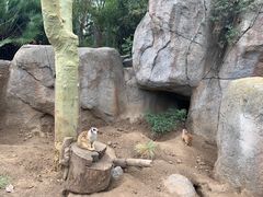 -圣地亚哥动物园