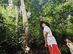 -西双版纳原始森林公园