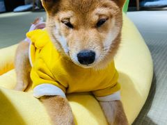 -逗柴咖啡屋·狗咖猫咖宠物桌游