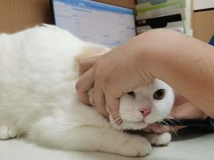 -瑞派康怡24h宠物医院·犬猫医疗中心·微创绝育(瑞景分院)
