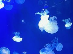 -海合安青岛极地海洋公园