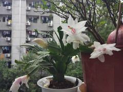 -金科花卉市场