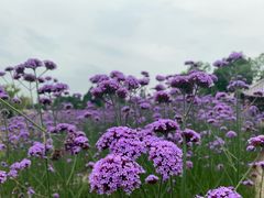 -杭州城北体育公园