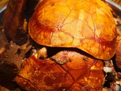 -农汤老店(顺联公园里店)