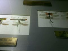 -上海昆虫博物馆
