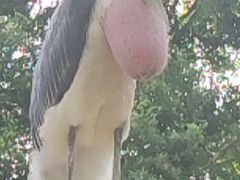 -广州长隆飞鸟乐园