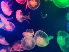 -成都浩海立方海洋公园