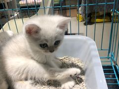 -喵zoo家庭繁育猫舍(尖东智能花园店)