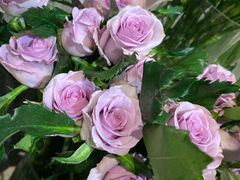 -植物学家的女儿(北马道巷店)