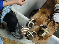 -阳澄湖大闸蟹·琼灵阁牌品牌连锁(吴中总店)