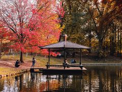 -上海共青森林公园