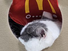 -猫大福·Fortune Cat猫舍(百子湾店)