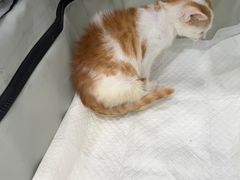 -安安宠医宠物医院·异宠·犬猫内科(岳阳分院)