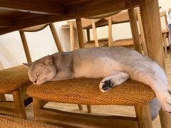 -滚猫咖啡·猫咖·猫友好撸猫(未来城店)