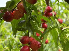 -前小桔亲子创意农场·草莓采摘·露营烧烤