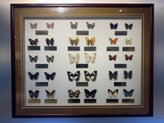 -上海昆虫博物馆