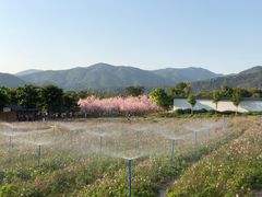 -天适樱花悠乐园
