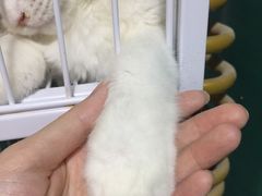 -猫十亿·布偶金渐层·曼基康矮脚猫舍(青年路店)