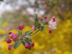 -海棠花溪(元大都城垣遗址公园)