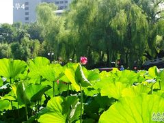 -紫竹院公园冰场