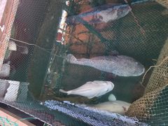-蓝湾碧波·老字号·疍家非遗海上餐厅