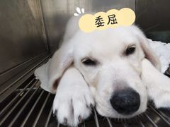 -申普宠物医院·心脏介入·心血管微创(总院)